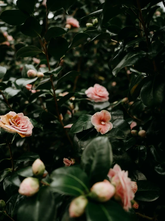 there are pink flowers in the trees