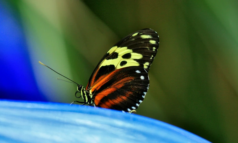 the erfly is sitting on top of a flower