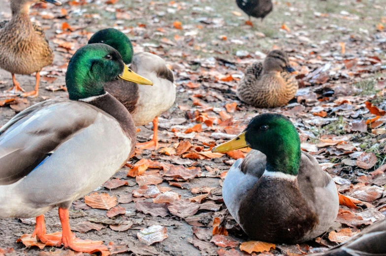 several ducks standing on a leaf covered ground