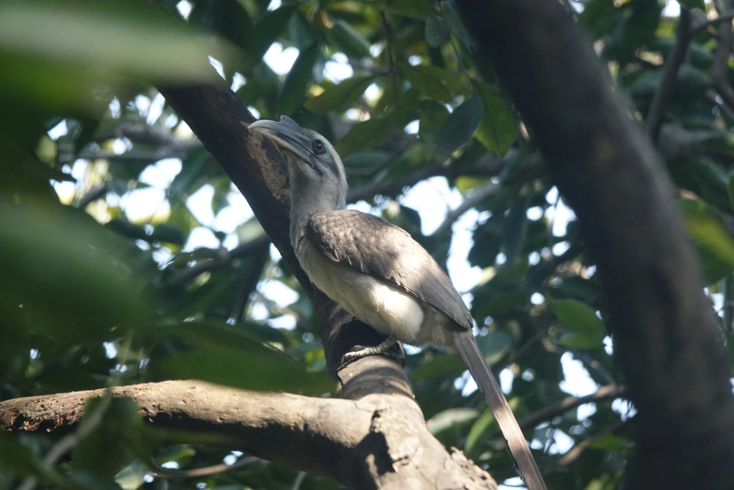 there is a bird perched on a nch