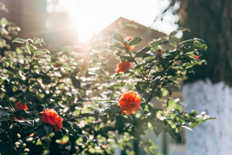 orange flowers in a garden with the sun behind them