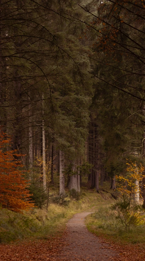 the path to the forest is surrounded by green trees