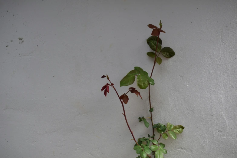 a vine with green leaves on a white background