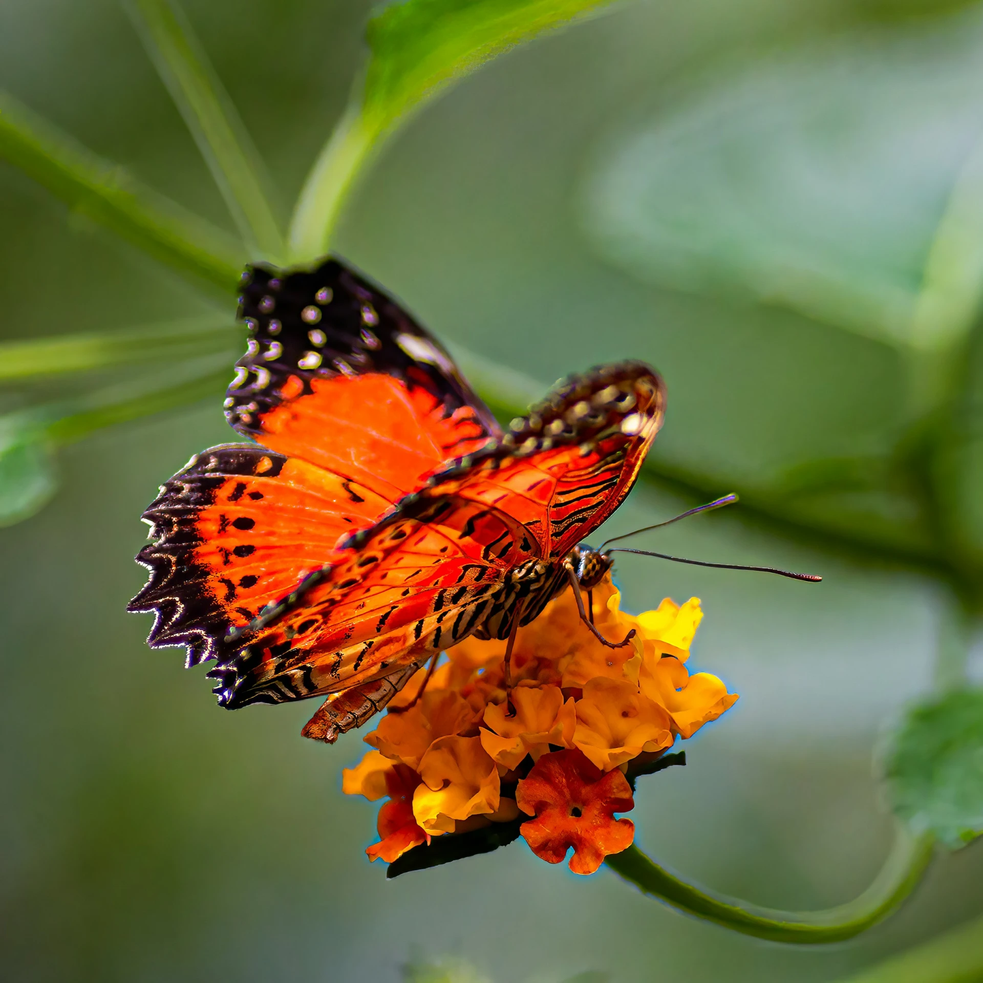 a erfly with orange wings sits on a yellow flower