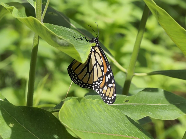 a close up of a erfly on a leaf