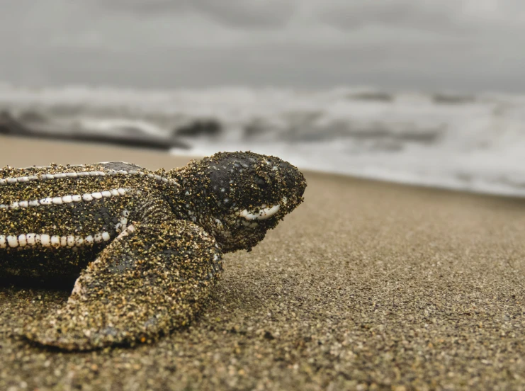 a baby turtle laying in the sand on the beach