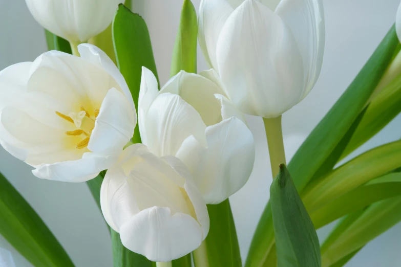 several white flowers are in a vase and one is green