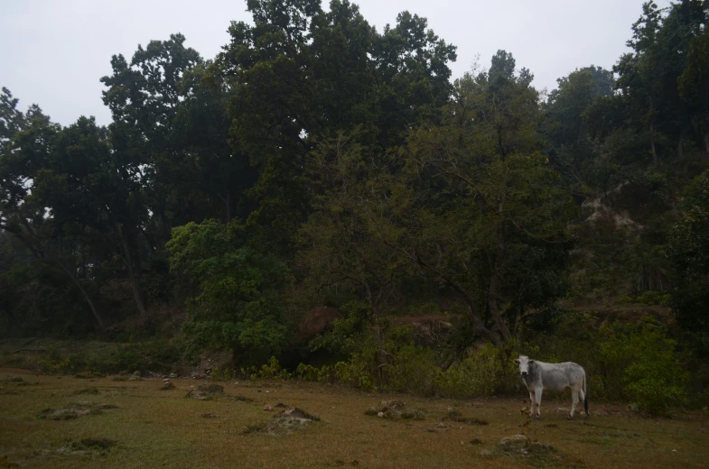a cow stands in the field among trees