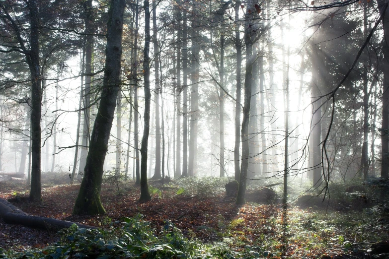 forest with tall trees and scattered vegetation at sunrise