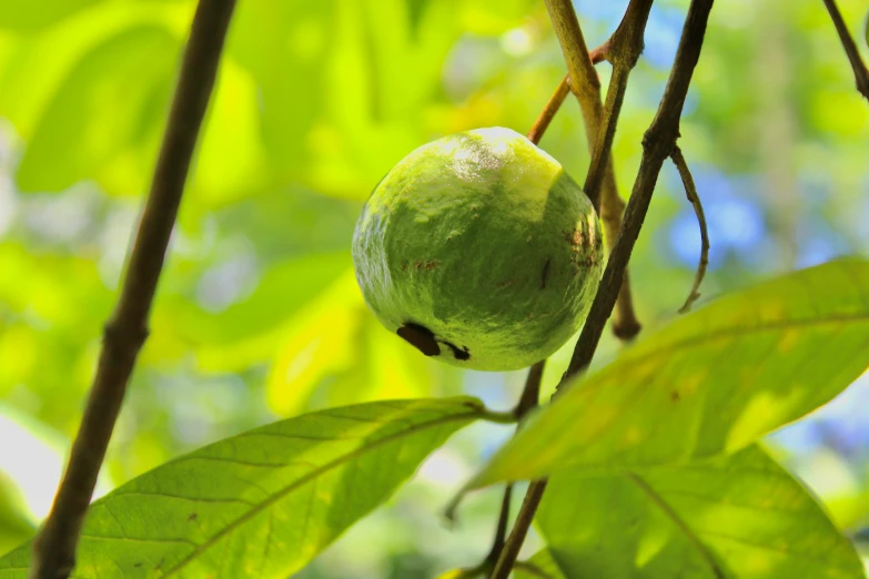 a green fruit hanging from a tree nch