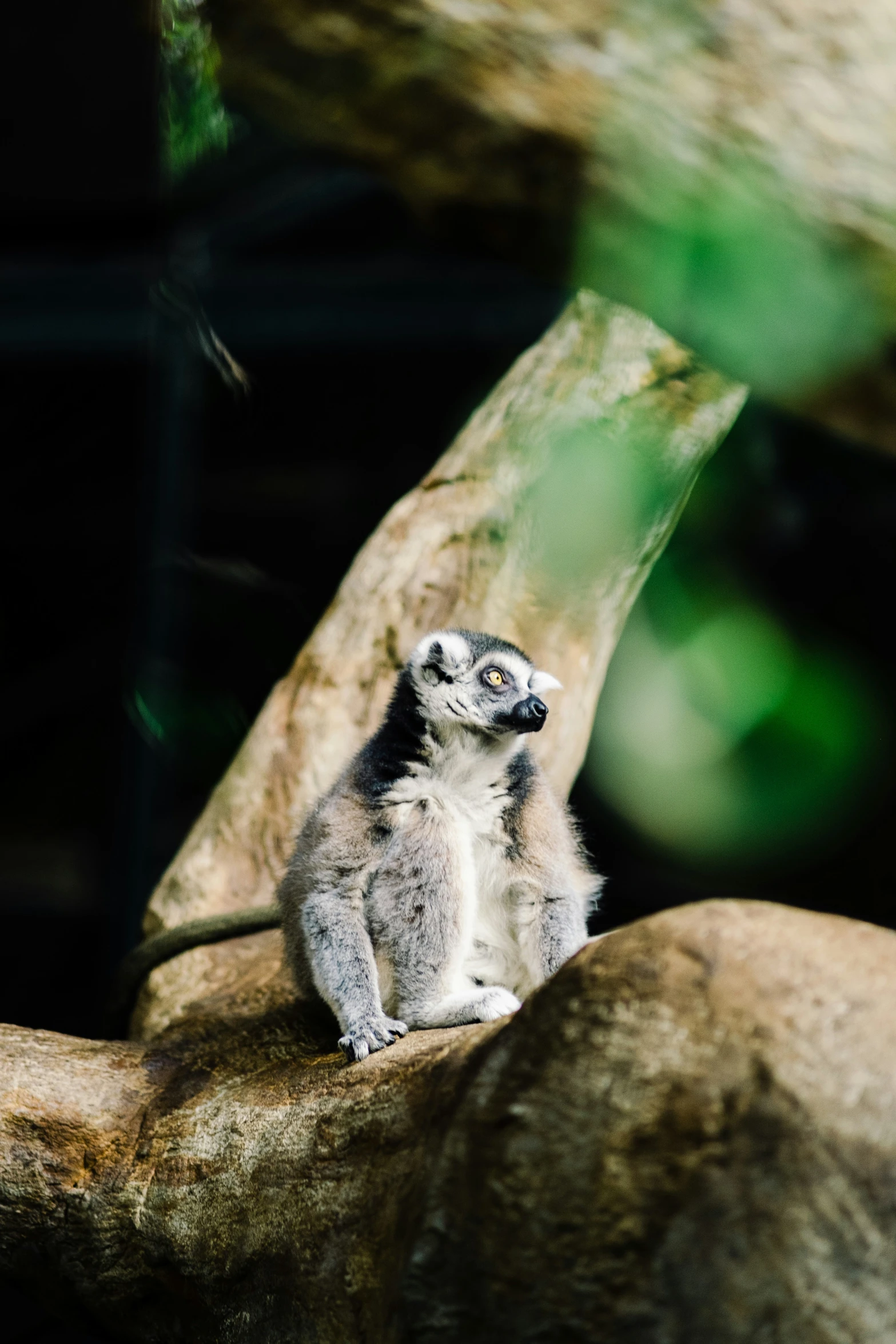 a small animal that is sitting on some rocks