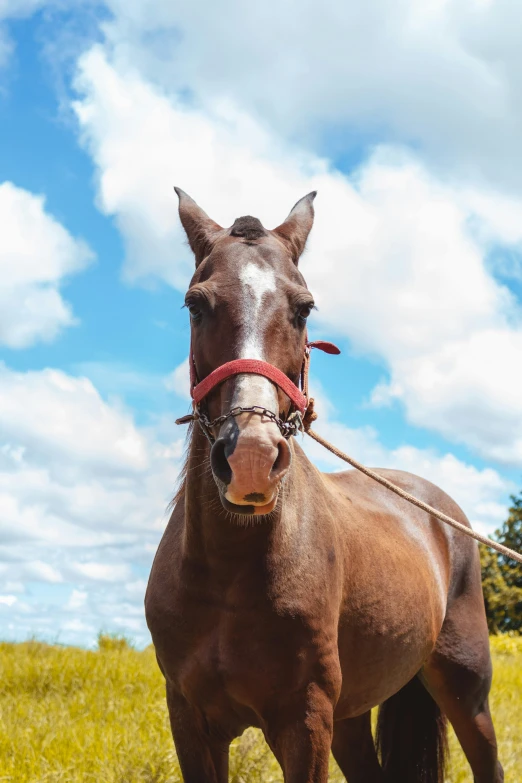 a brown horse with a white stripe on its forehead stands in a field