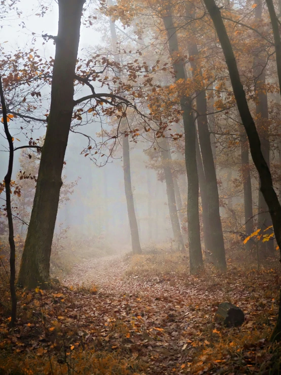 an image of a foggy trail in the woods