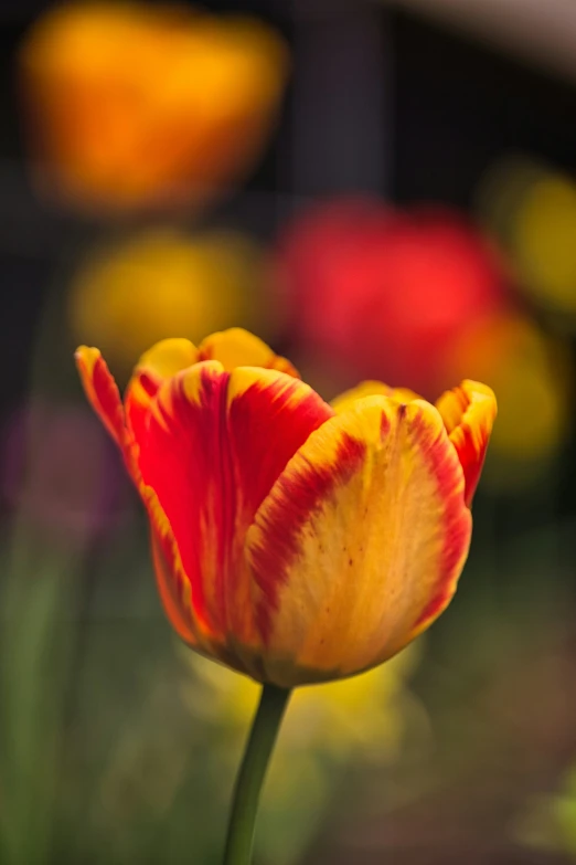 a close up view of the center and petals of an orange, yellow and red tulip