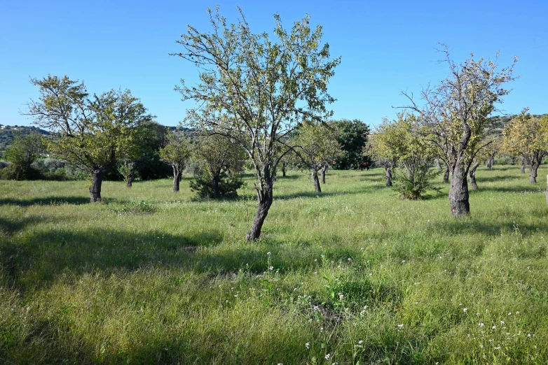 an empty field filled with small trees covered in green grass