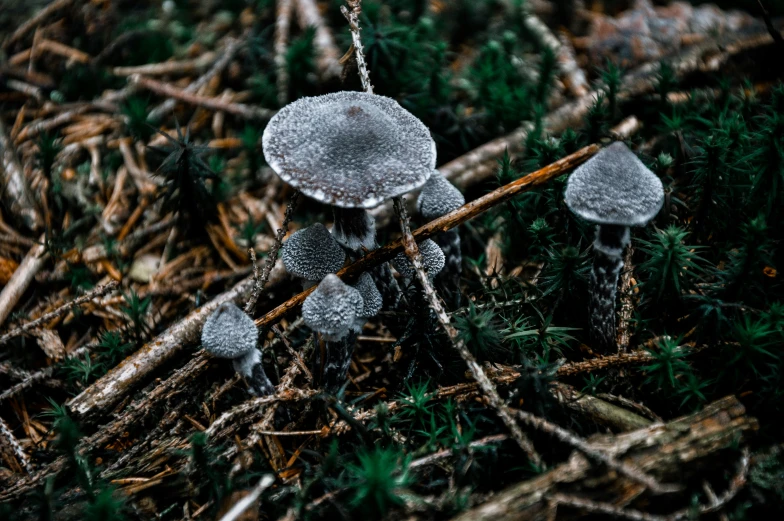 two grey mushrooms hanging on a chain in the grass