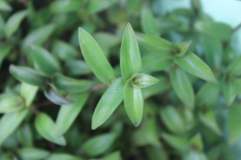 small green leaves on a tree that is still green