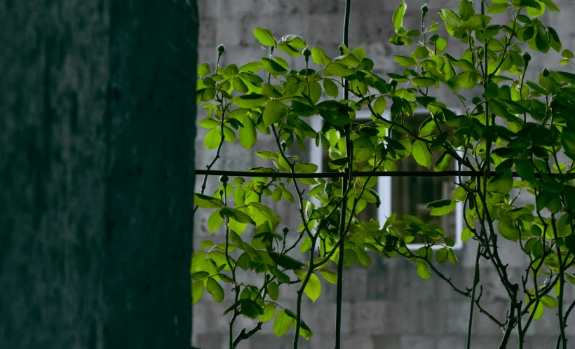 some green leaves are on a tree near a wall