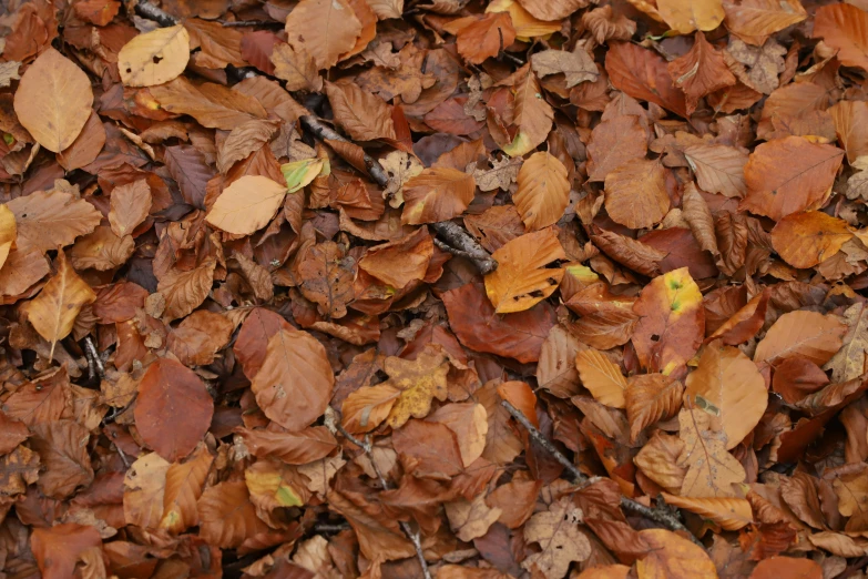 leaves are scattered on the ground in brown