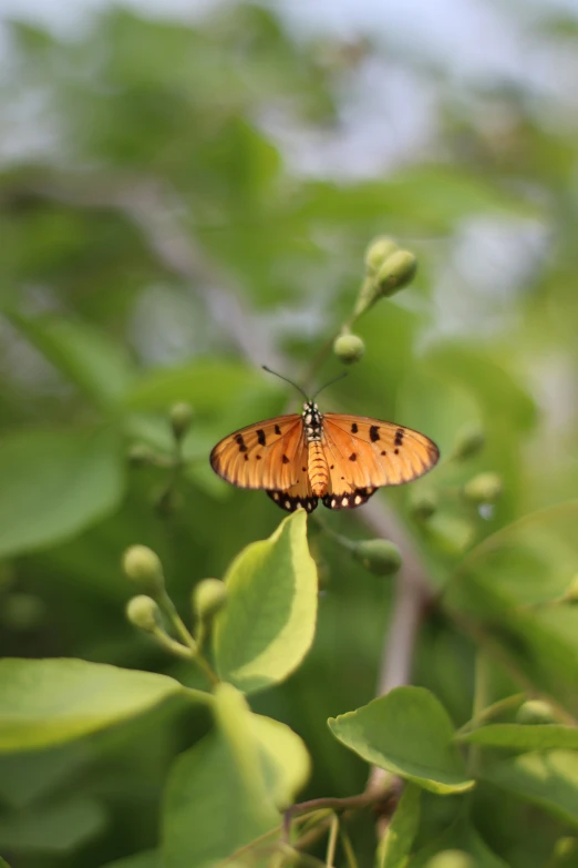 a orange and black erfly with black spots on its wings, resting on a green plant
