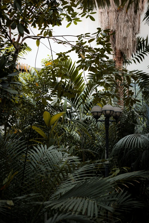 a street light surrounded by lots of green plants