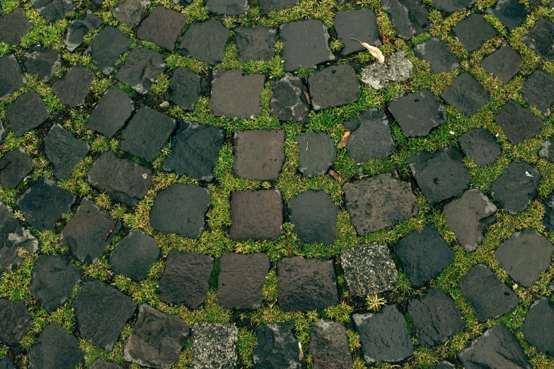 the pavement made of brick stones and moss