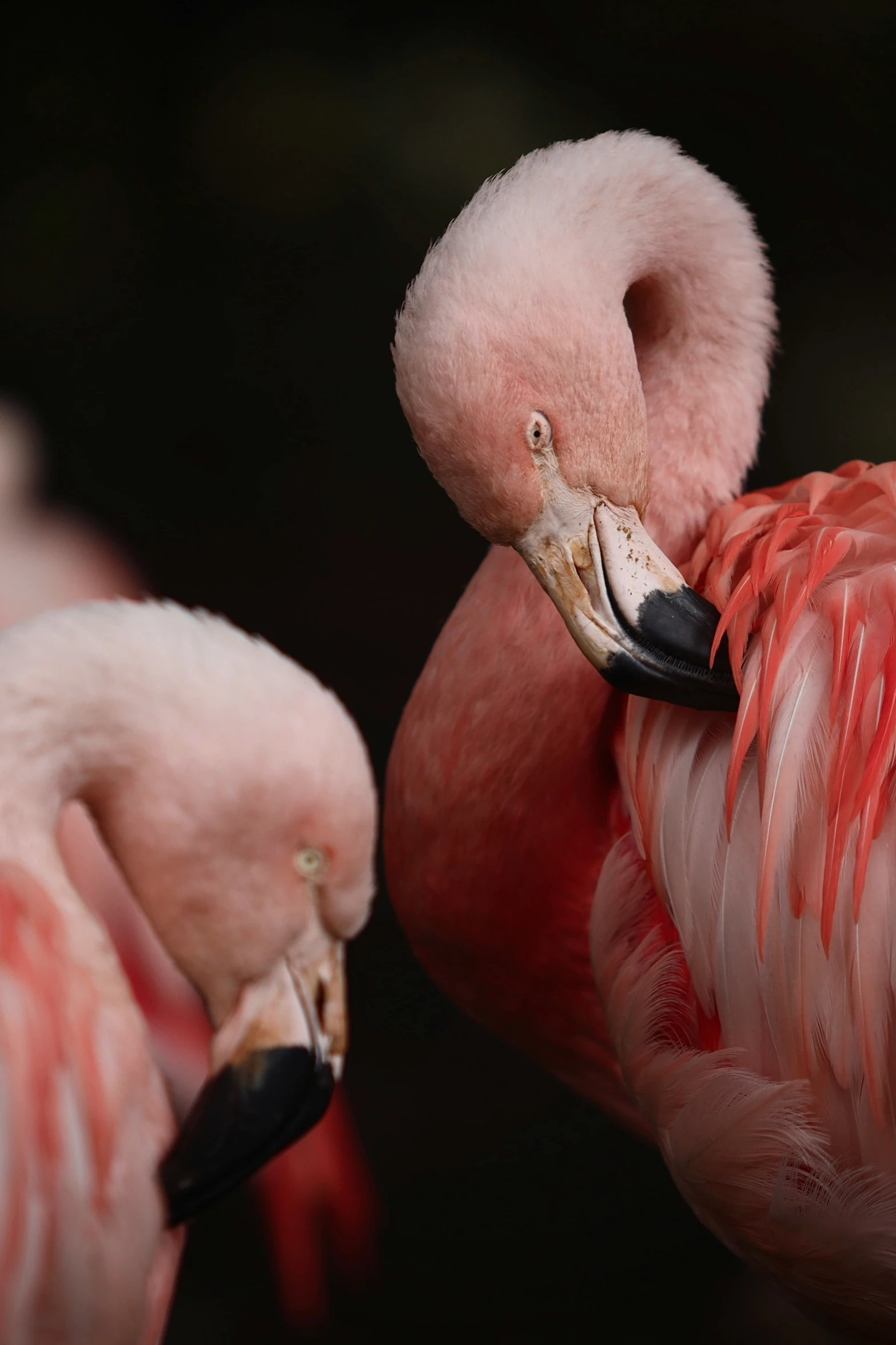 a couple of flamingos standing next to each other