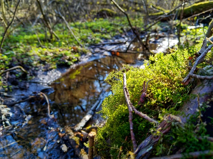 some very pretty green moss by some water