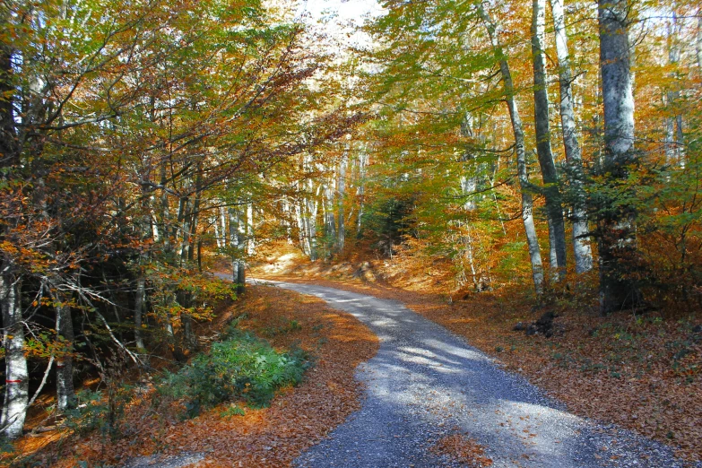 a trail runs through a fall scene in the woods