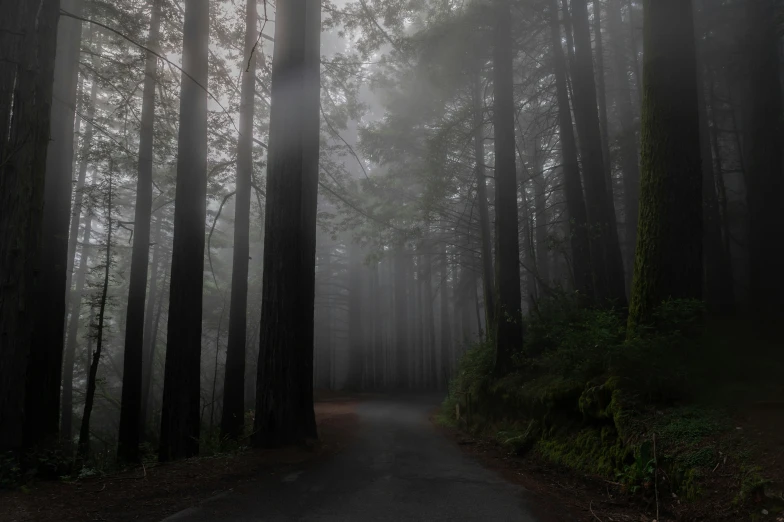 a trail in the forest is surrounded by tall trees