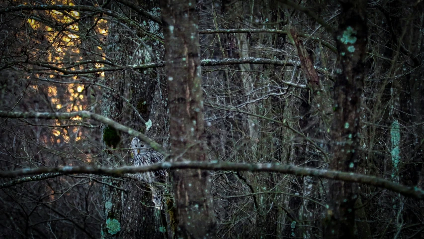 a bird sitting on a tree nch in a forest