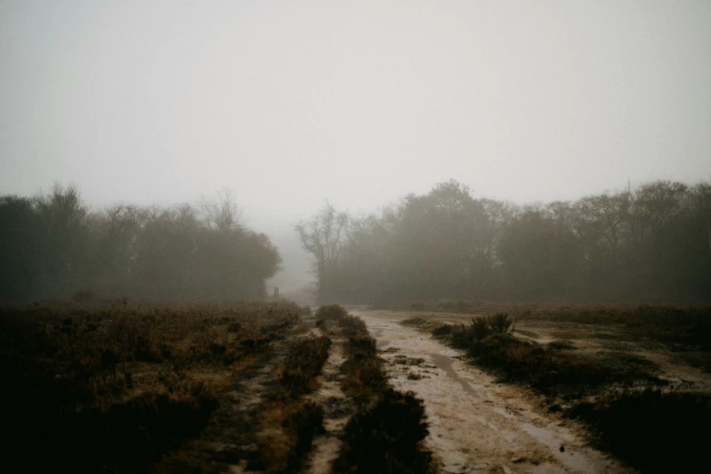 a dark dirt road with a few trees