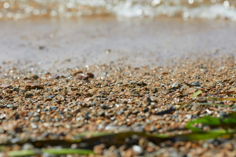 a bird that is sitting on the sand