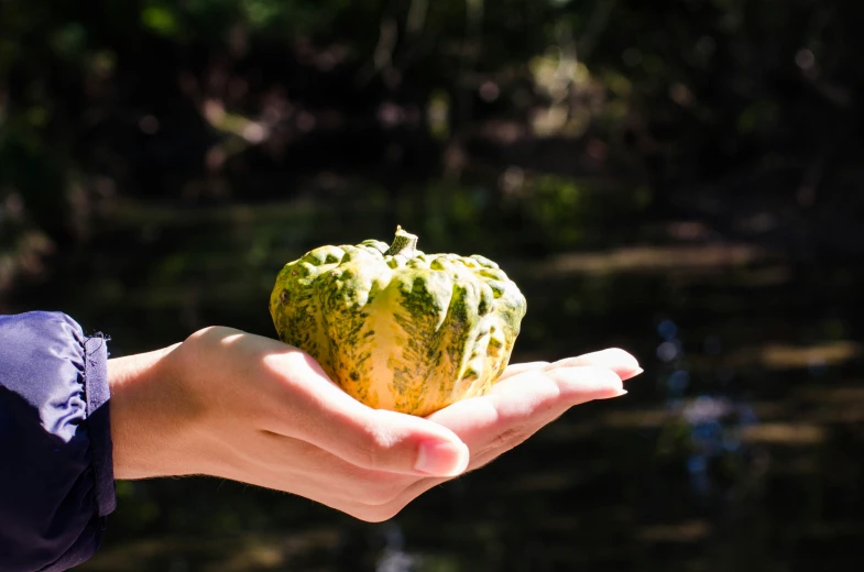 a person holds a green fruit in their hand