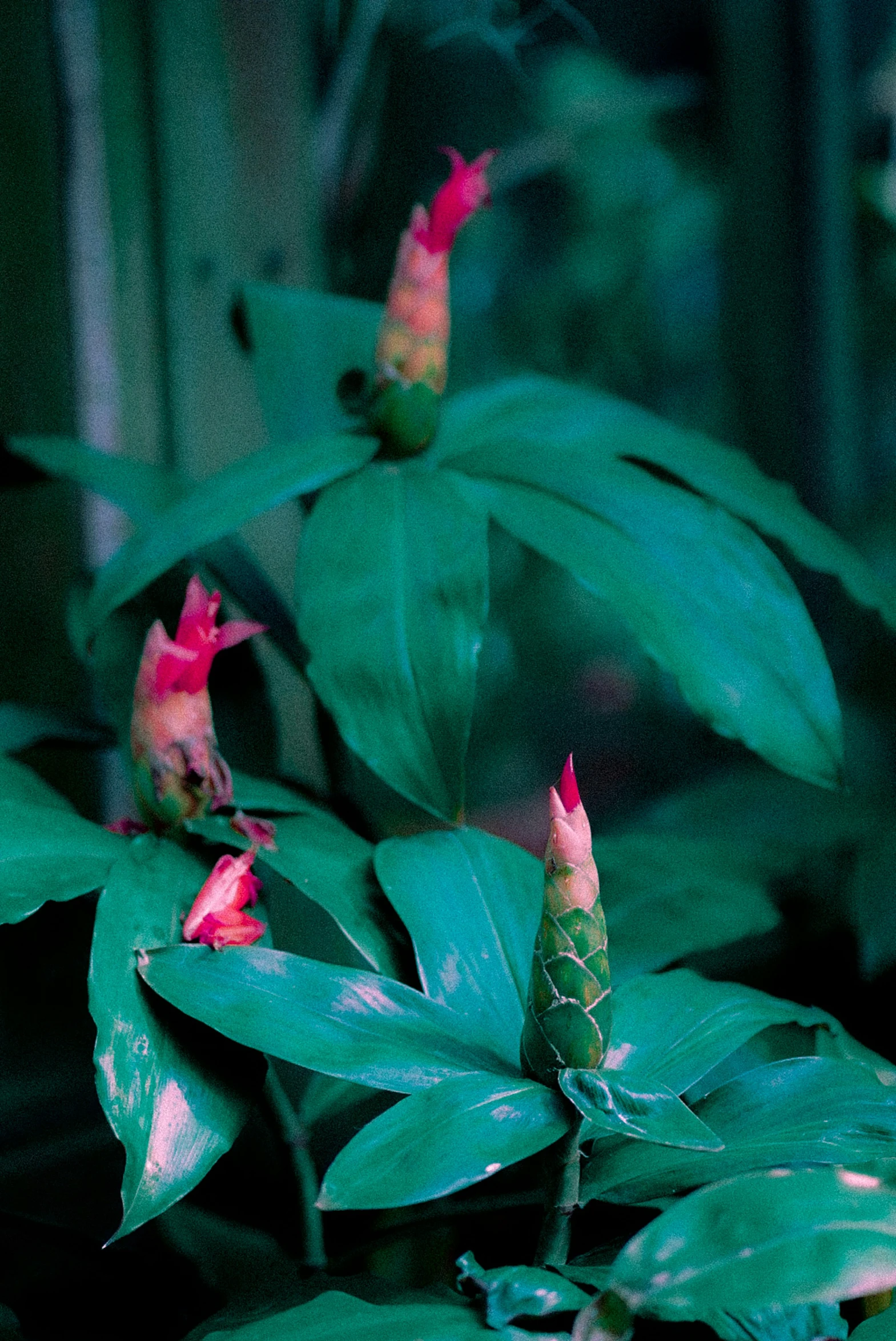 some pretty pink flowers in a green pot