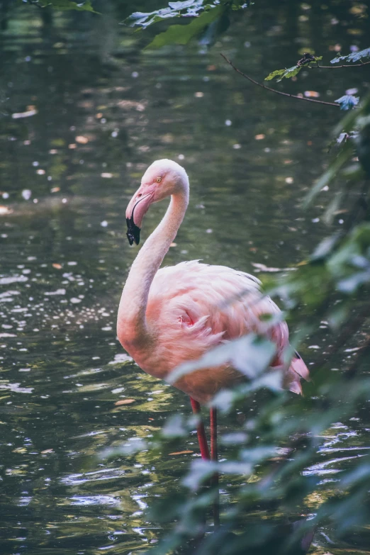 a bird is standing in water with a long neck