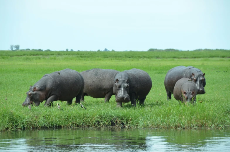 some hippos are in the grass by the water