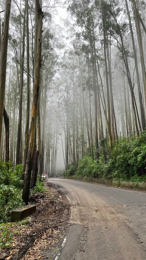 the road in the woods leads through thick, dense trees