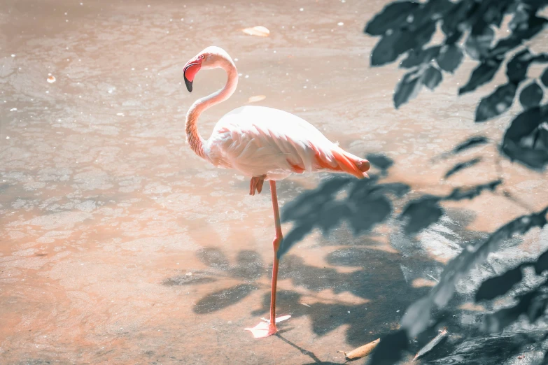 a flamingo is standing in some water