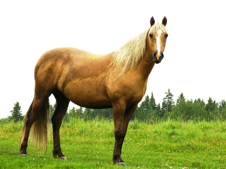 a large brown horse is standing in a field