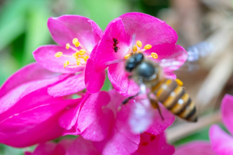 there is a bee that is flying by the pink flowers