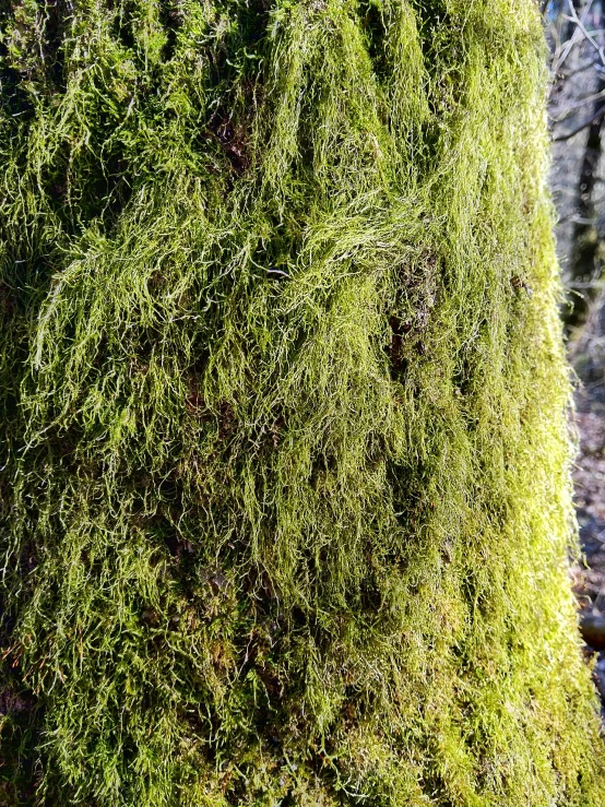 a moss covered tree sitting on top of a forest