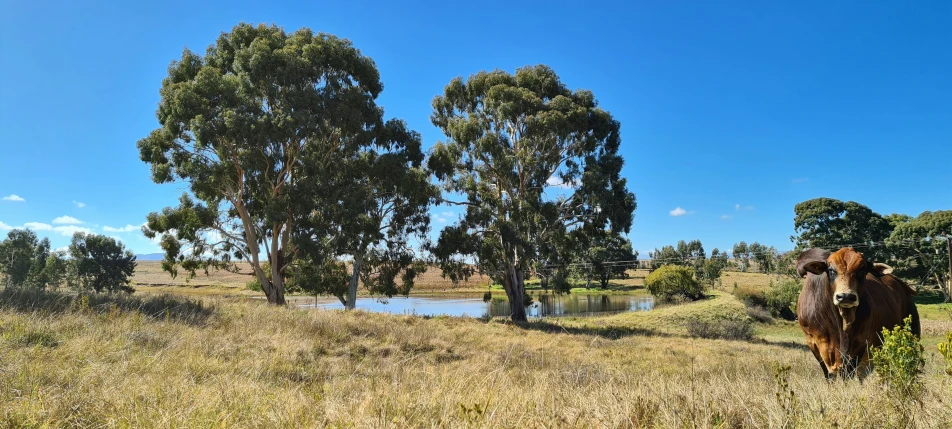 a cow stands by a small pond in a field