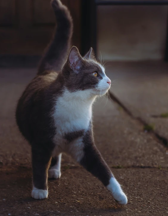 a small cat walking on the ground in the street