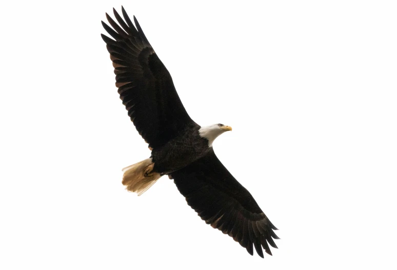 an eagle flies high in the air near a tree