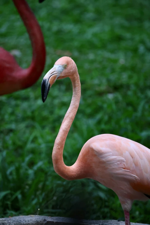 two flamingos are standing near each other in the grass