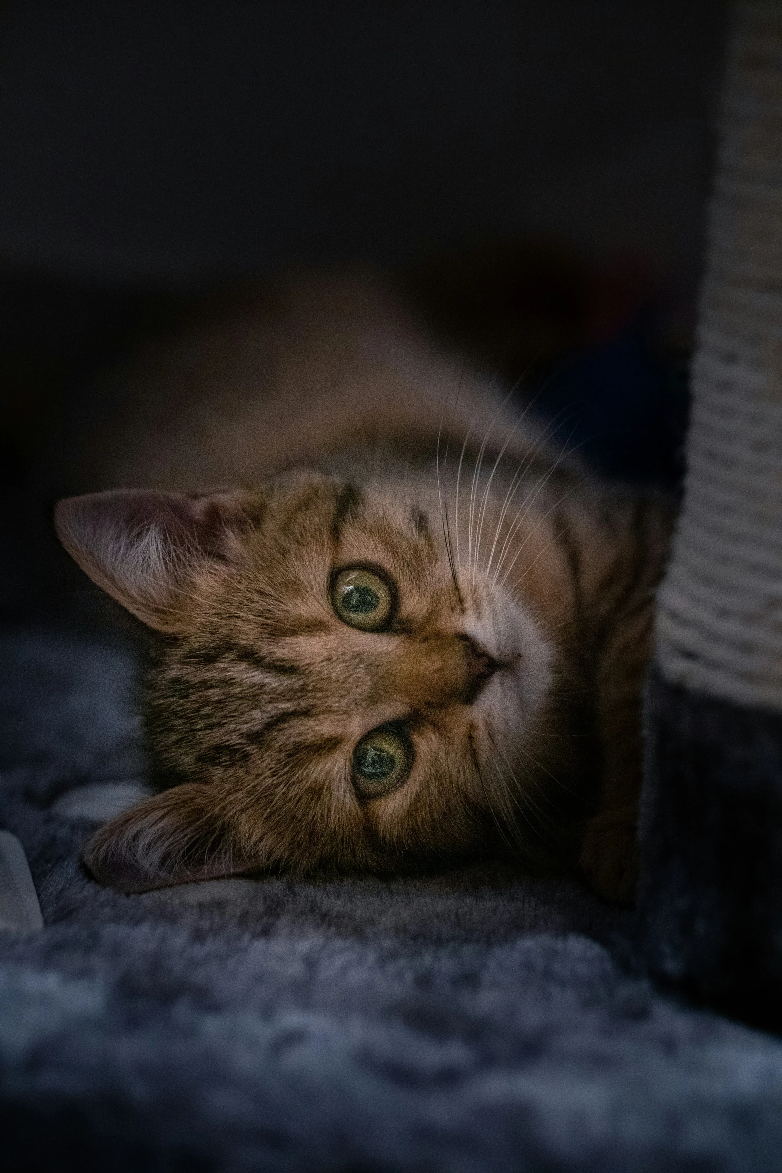 a close up of a cat laying on a bed