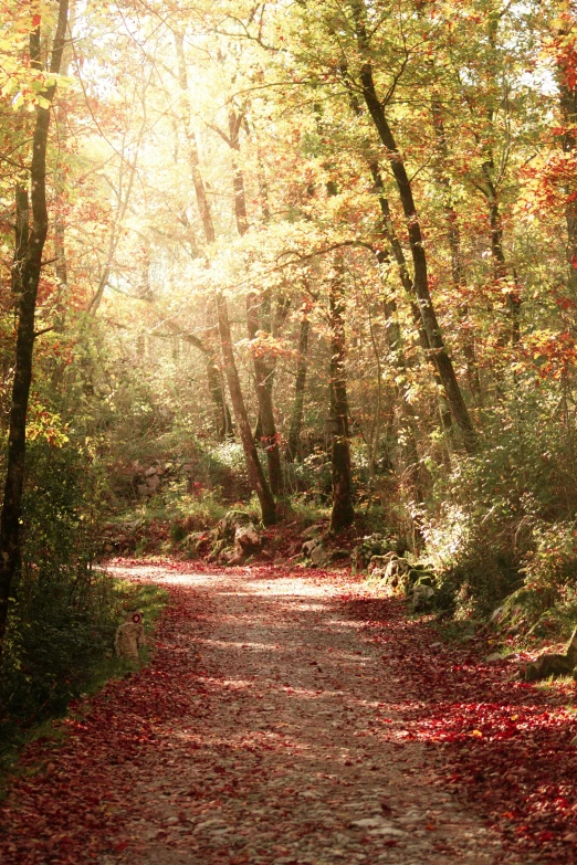 a dirt path with fall foliage on the ground