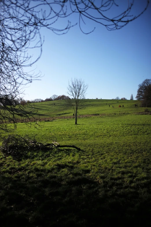 a large open green field with lots of grass