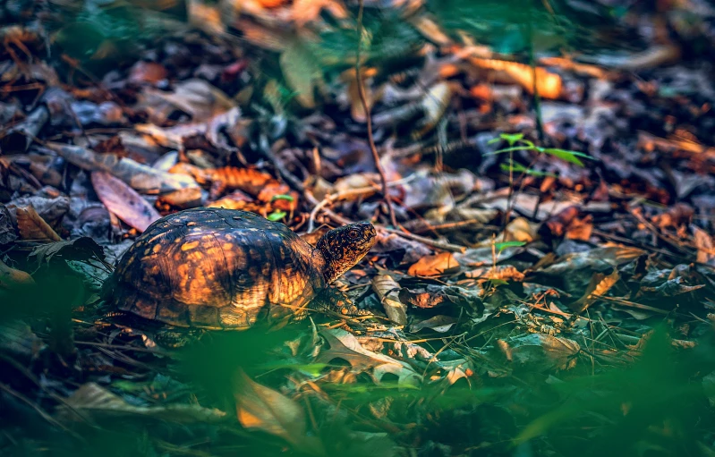 a tortoise turtle in the middle of the ground